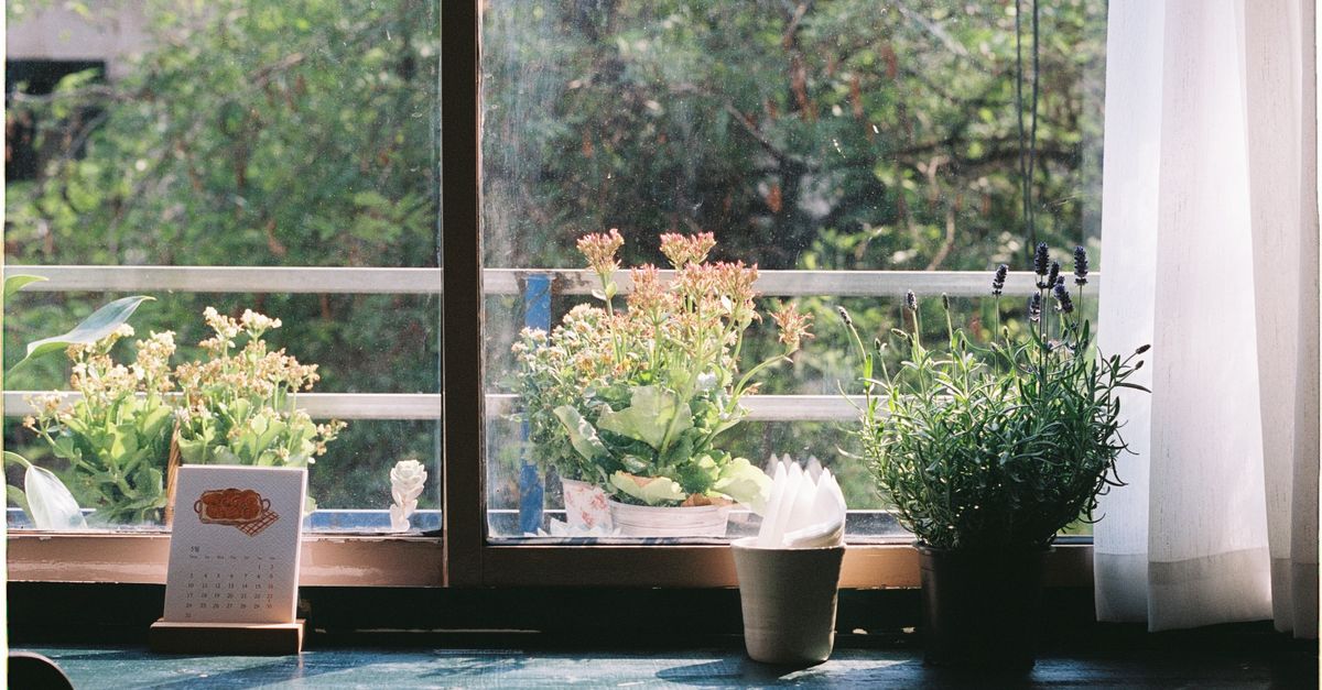 Sunlit windowsill featuring potted plants and a calendar, creating a peaceful indoor scene.