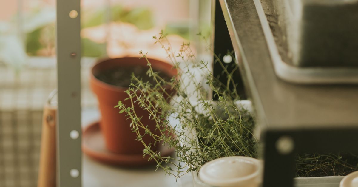 A cozy indoor herb garden with potted thyme on a metal shelf, soft natural light.